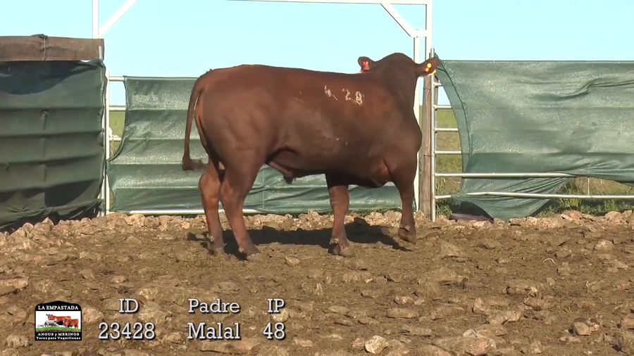 Lote 3 Toros a remate en 42º La Empastada, Durazno