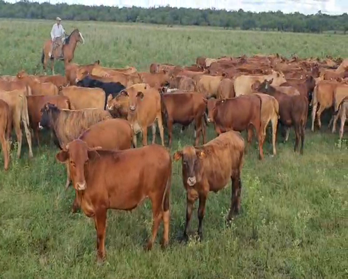 Lote 400 Terneros en Gualeguaychú, Entre Ríos