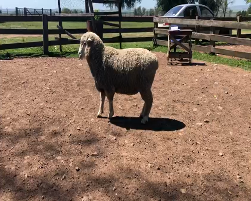 Lote BORREGO PURO DE ORIGEN 2dts PLANTELEROS