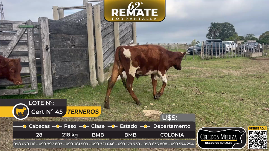 Lote 28 Terneros en Conchillas, Colonia
