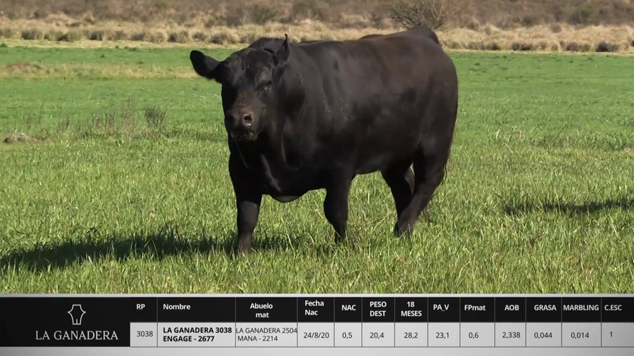 Lote LA GANADERA 3038 ENGAGE - 2677