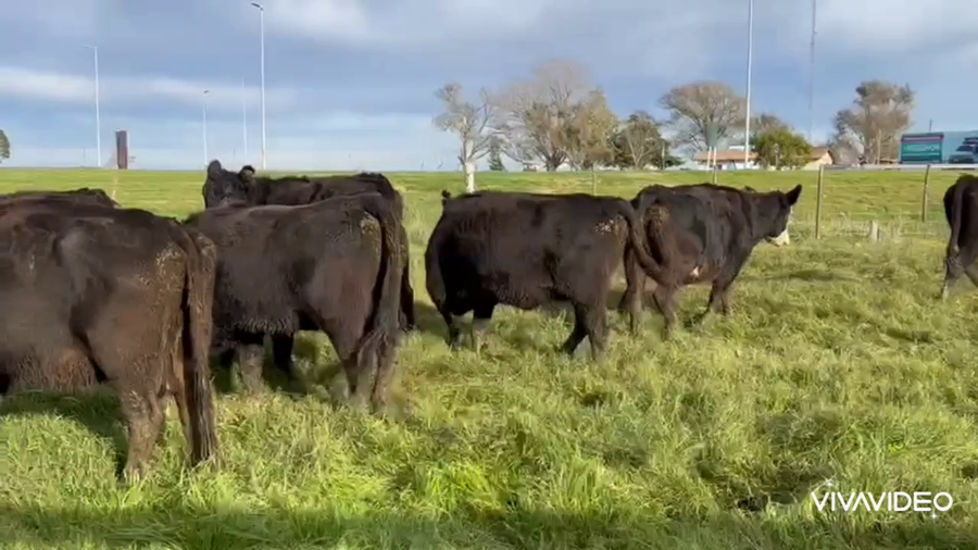 Lote 24 Vaquillonas preñadas en Dolores, Buenos Aires