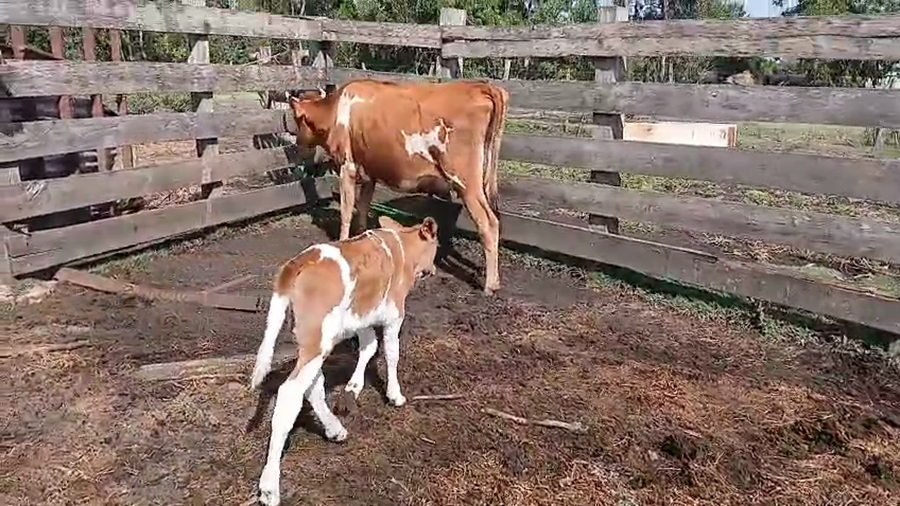 Lote Vaquillonas  a remate en Pantalla Camy 400kg - , San José