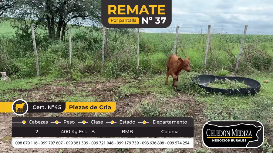 Lote 2 Piezas de cría en Colonia