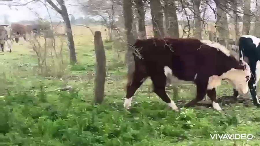 Lote 6 Novillitos y vaquillonas