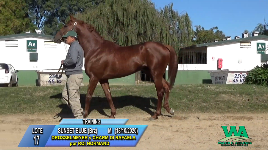 Lote SUNSET BLUE (Brz)
