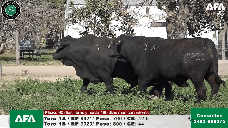 Lote """EL MATACO"" Toros"