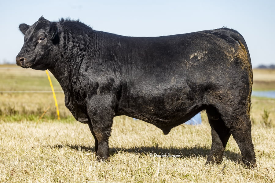 Lote Selección de Toros La Juanita y Surangus