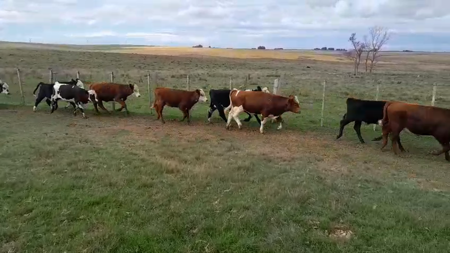 Lote 11 Terneros a remate en Pantalla Camy, San José