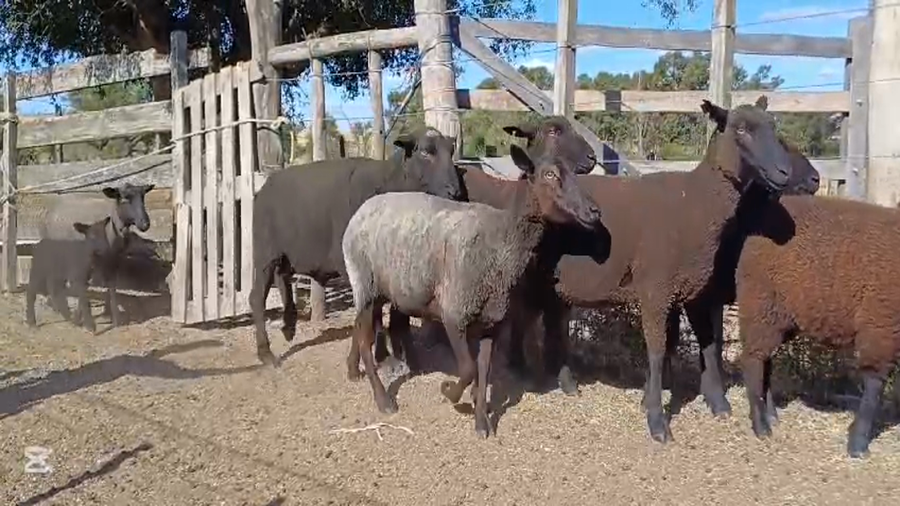 Lote CARNERO - OVEJAS