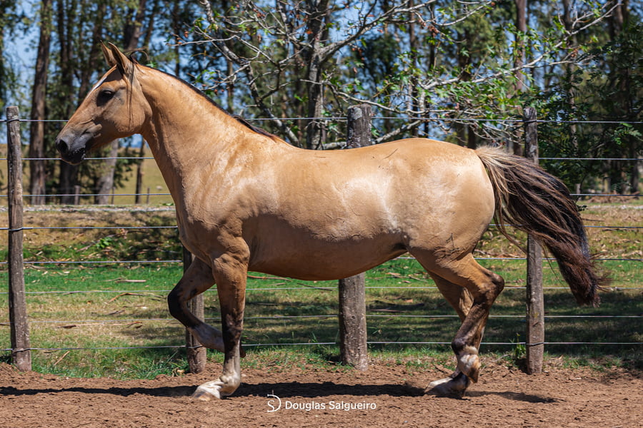 Lote LONTRA DE LA COLINA