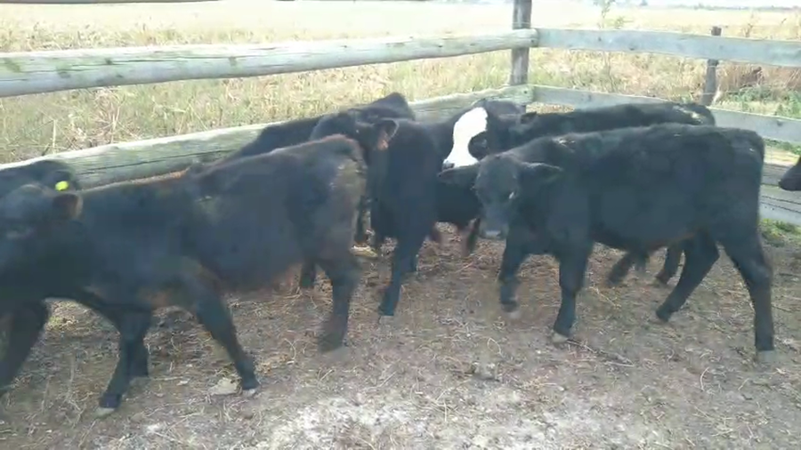 Lote 8 Terneros cruza en Pueblo Marini, Santa Fe