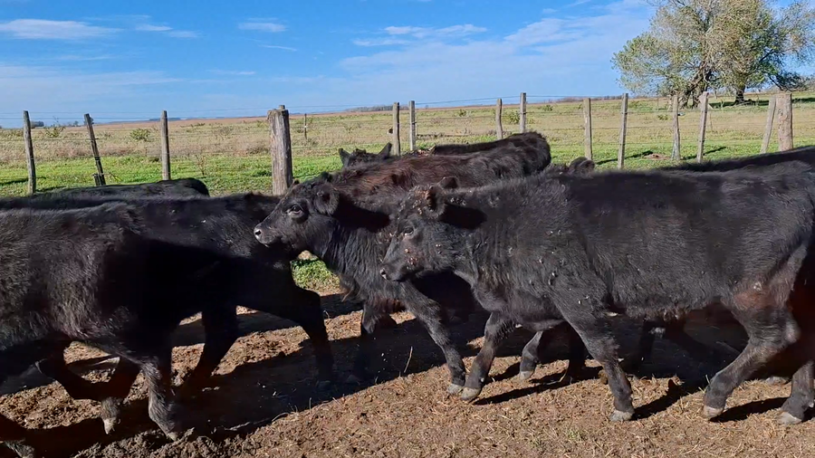 Lote 70 Terneros/as en Buenos Aires, 25 de Mayo