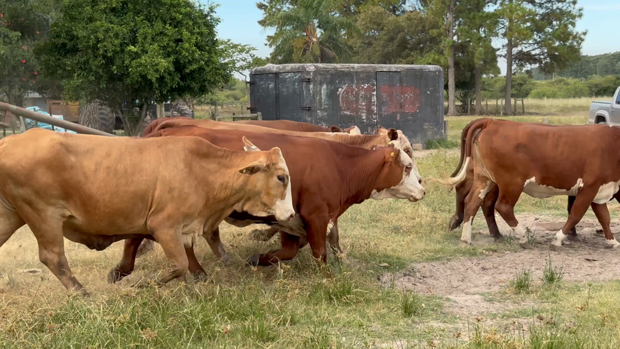 Lote 15 Vacas de invernar en Corrientes, Paso de Los Libres