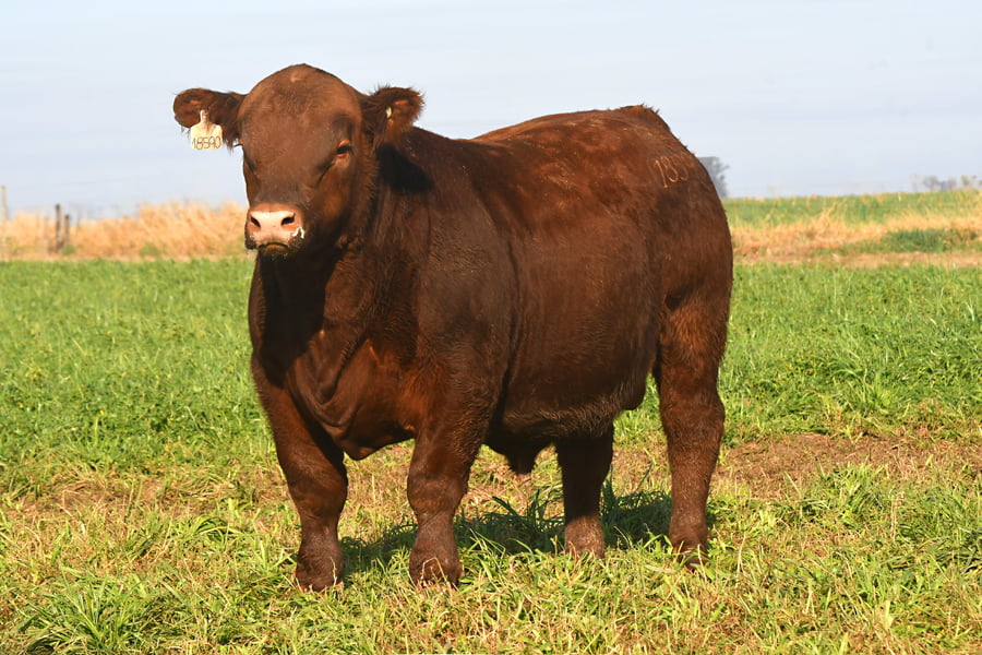 Lote RP 18590 - TOROS PP ELITE