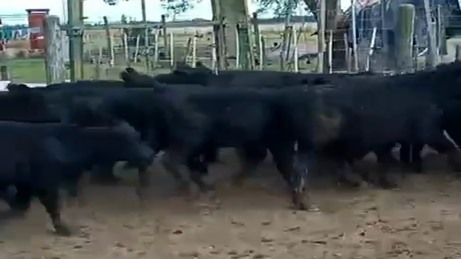 Lote 49 Terneros