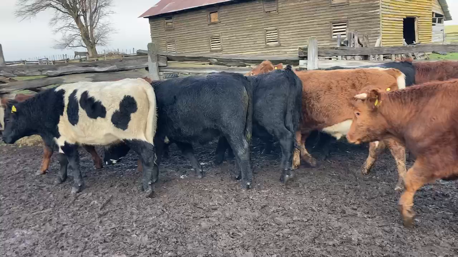 Lote 25 Novillo Engorda en Coyhaique, XI Región Aysén