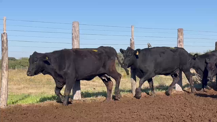 Lote 28 Vacas Brangus  en La Camila, Santa Fe