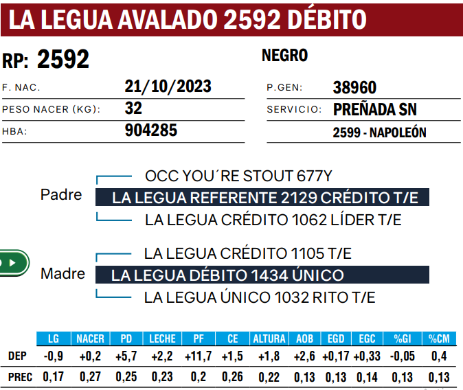 Lote VAQUILLONAS ANGUS  PP