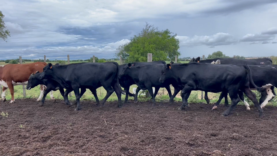 Lote VAQUILLONAS 1 a 2 AÑOS