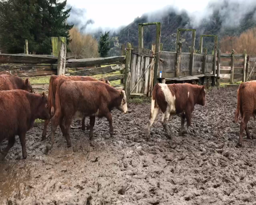 Lote 30 Ternero en Coyhaique, XI Región Aysén