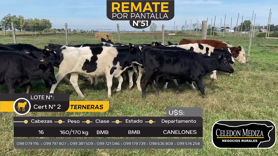 Lote 16 Terneras en Juanicó, Canelones