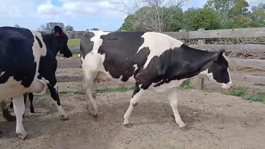 Lote 3 Vaquillonas  Paridas a remate en Pantalla Camy  450kg -  en Libertad