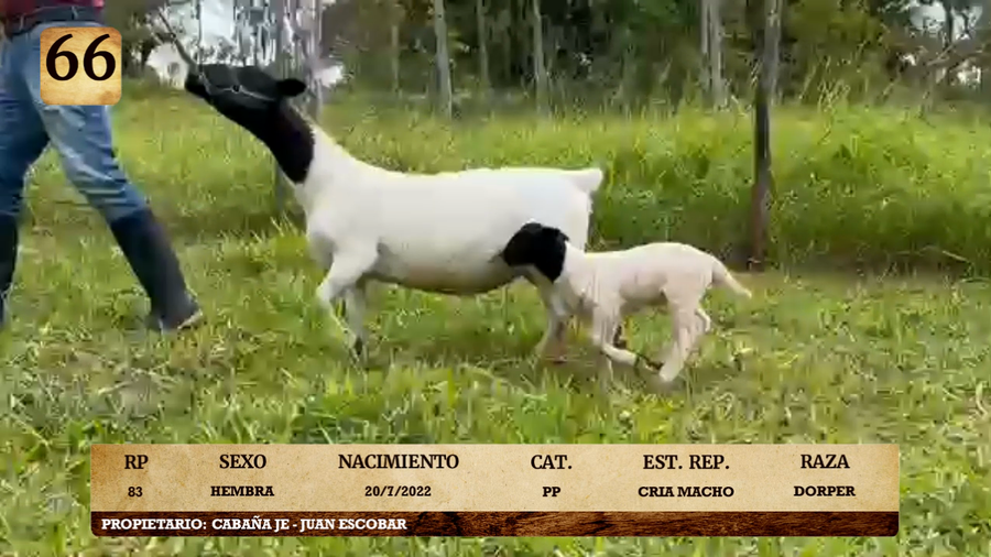 Lote LOTE 66