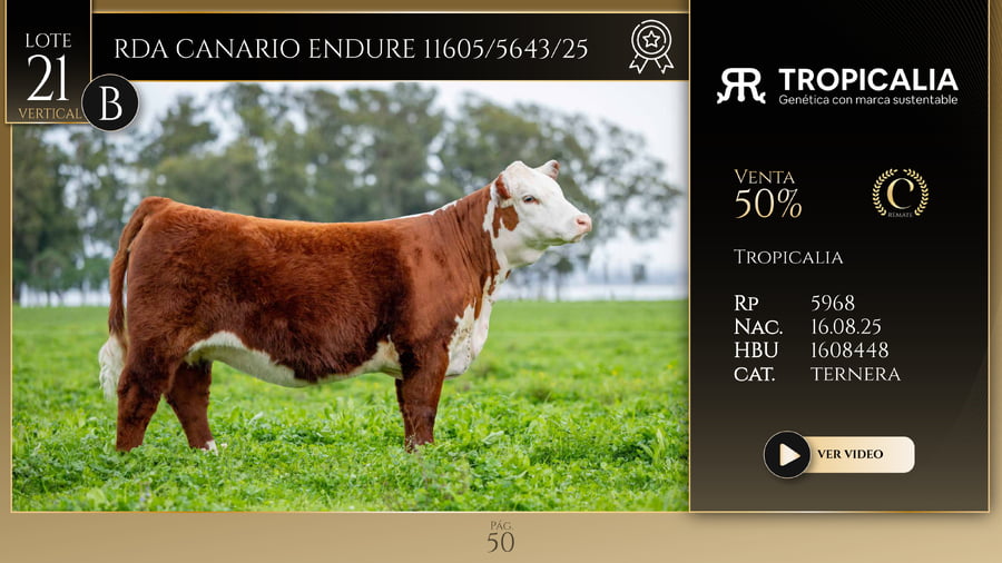 Lote RDA CANARIO ENDURE 11605/5643/25