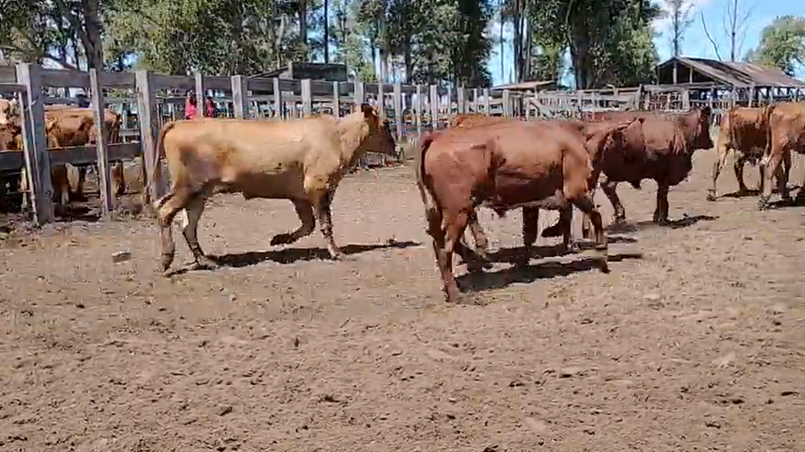 Lote 42 Novillos