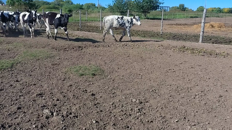 Lote 40 Novillitos Holando Argentino en Freyre, Córdoba