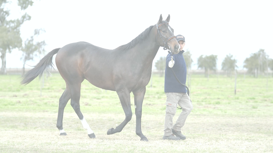 Lote NAJDORF (NICODEMUS - CHE MAQUINA)