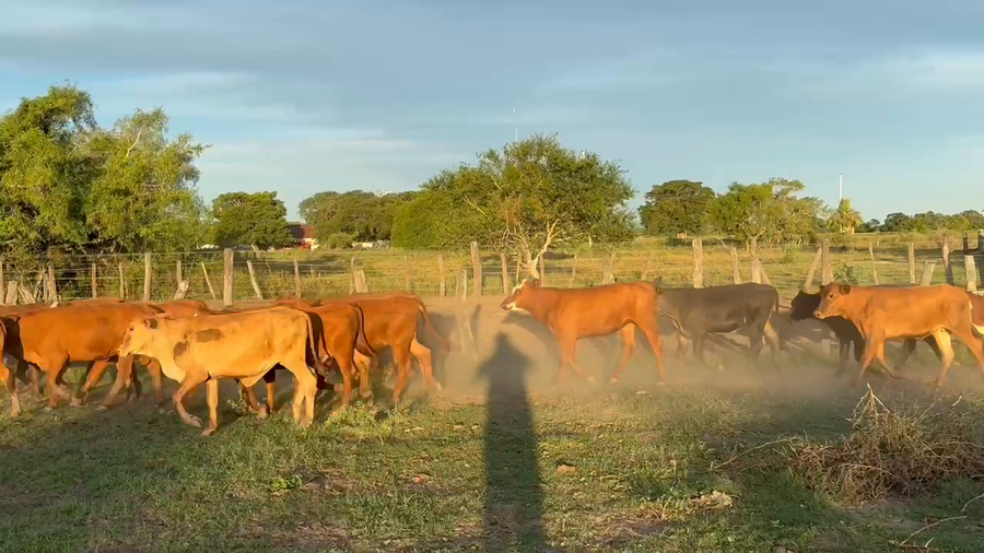Lote 120 Terneras en Corrientes, San Luis del Palmar