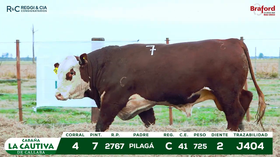 Lote TOROS BRAFORD  REGISTRADOS Cabaña La Cautiva