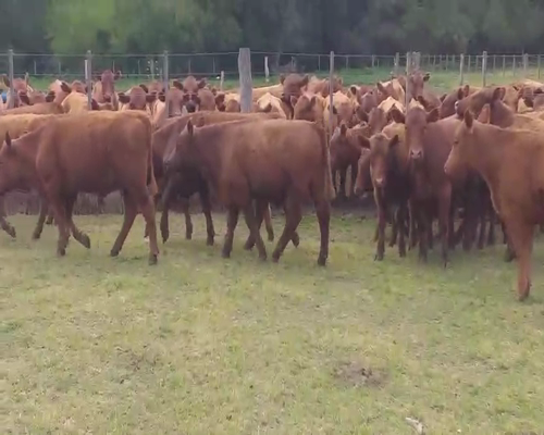 Lote 53 Terneras en Daireaux, Buenos Aires