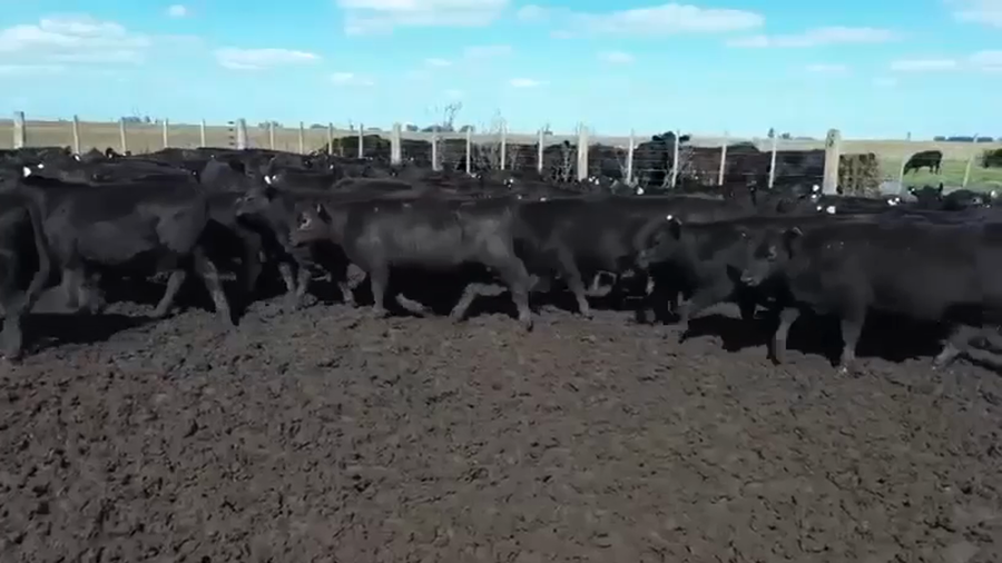 Lote 104 Terneras