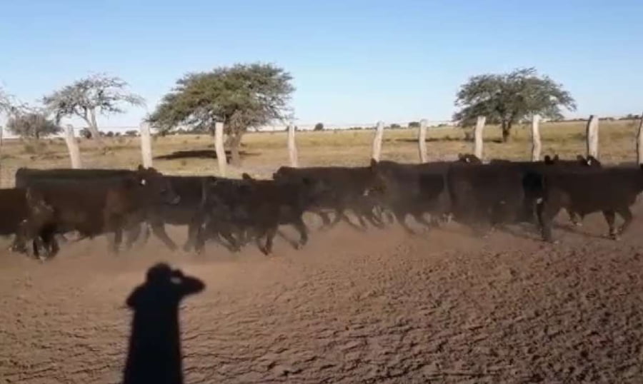 Lote 68 Terneros en Villaguay, Entre Ríos