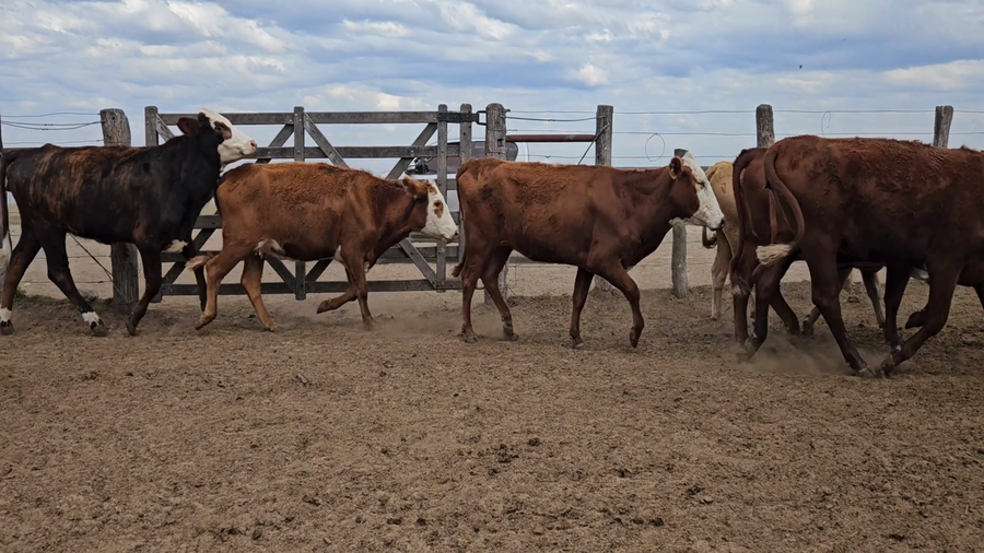 Lote 54 Vaquillonas preñadas
