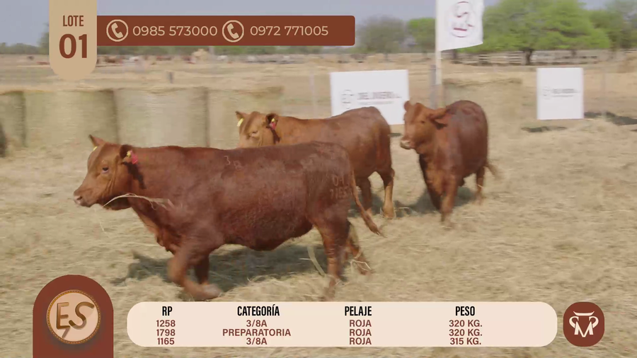 Lote TERNERAS BRANGUS CBO 5