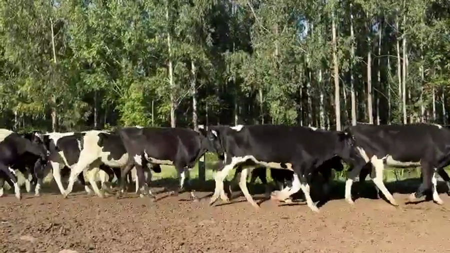 Lote 22 Vaquillonas  a remate en Pantalla Camy, San José