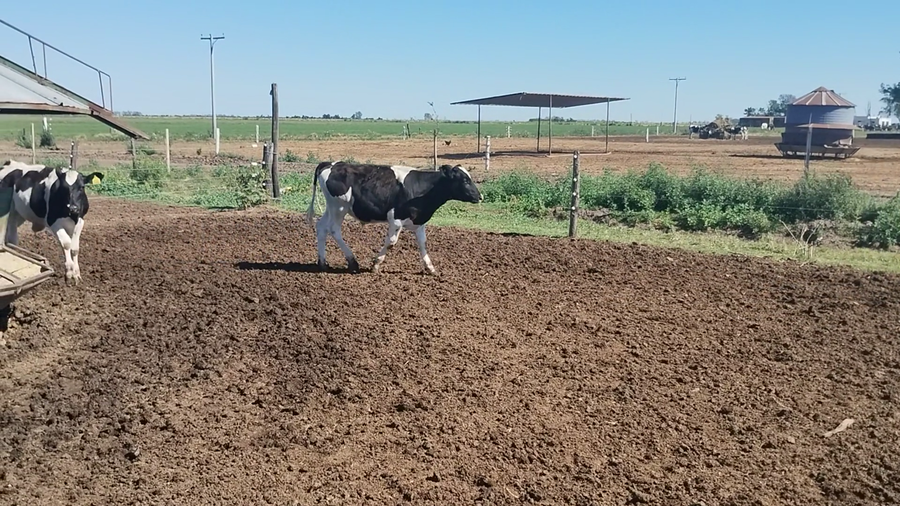 Lote 14 Novillo Holando Argentino en Porteña, Córdoba
