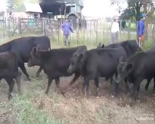 Lote 89 Terneros/as en La Plata, Buenos Aires