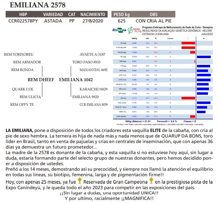 Lote LOTE 31 VAQUILLA ELITE  A BOZAL