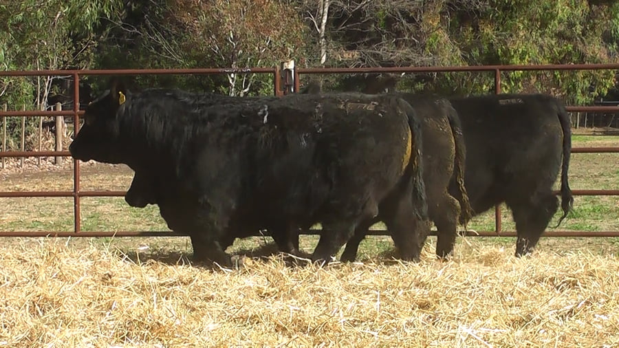 Lote TOROS PUROS DE PEDIGREE
