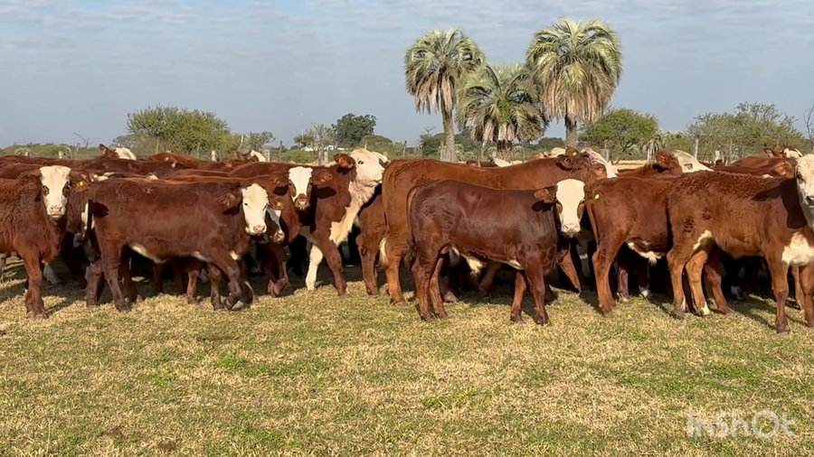 Lote 110 Terneros