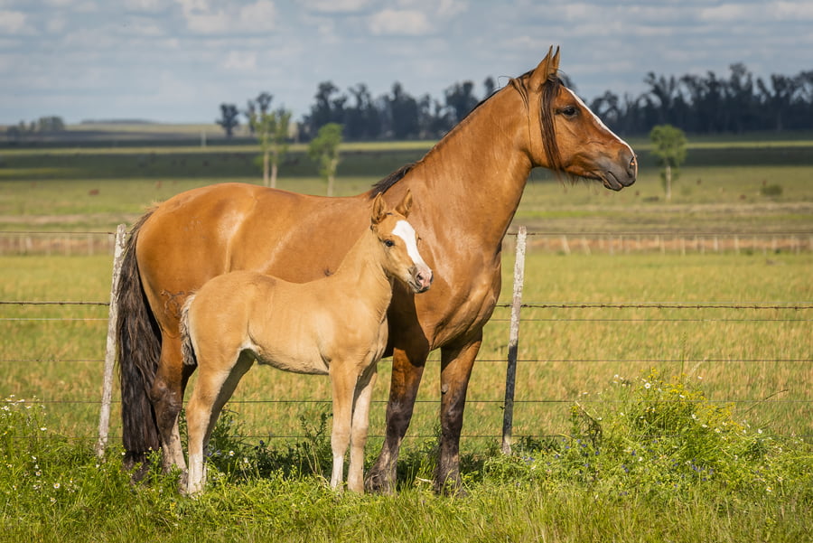 Lote DEL SILENCIO ATROPELLADA