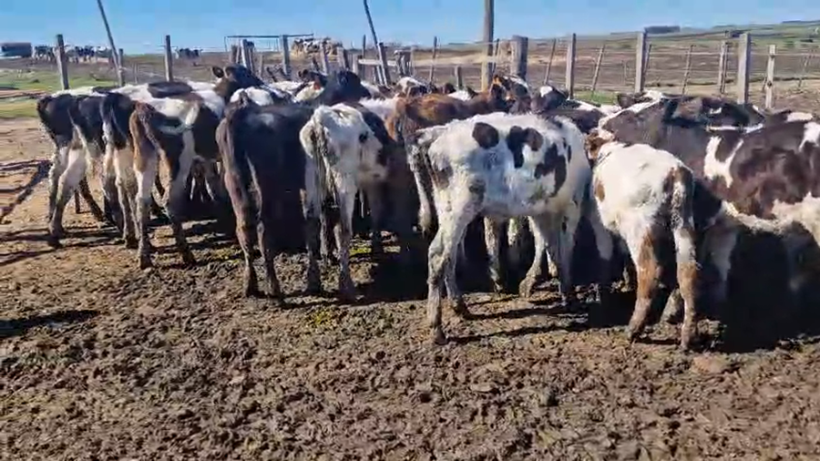 Lote 30 Terneros a remate en Pantalla Aniversario - Escritorio Camy, San José