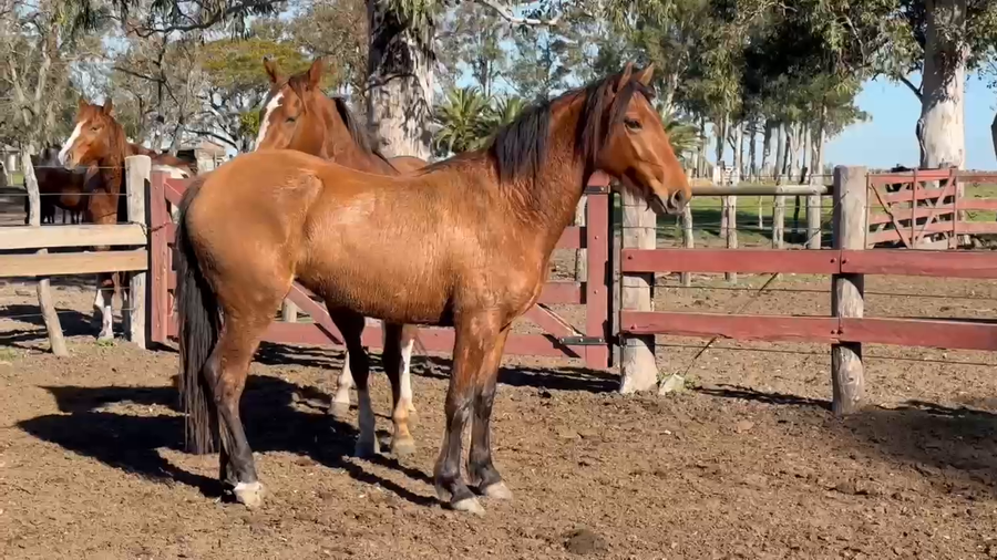 Lote 0 Yeguas en Corrientes, Curuzú-Cuatiá