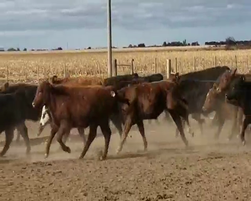 Lote 60 Terneros en San José de La Dormida, Córdoba