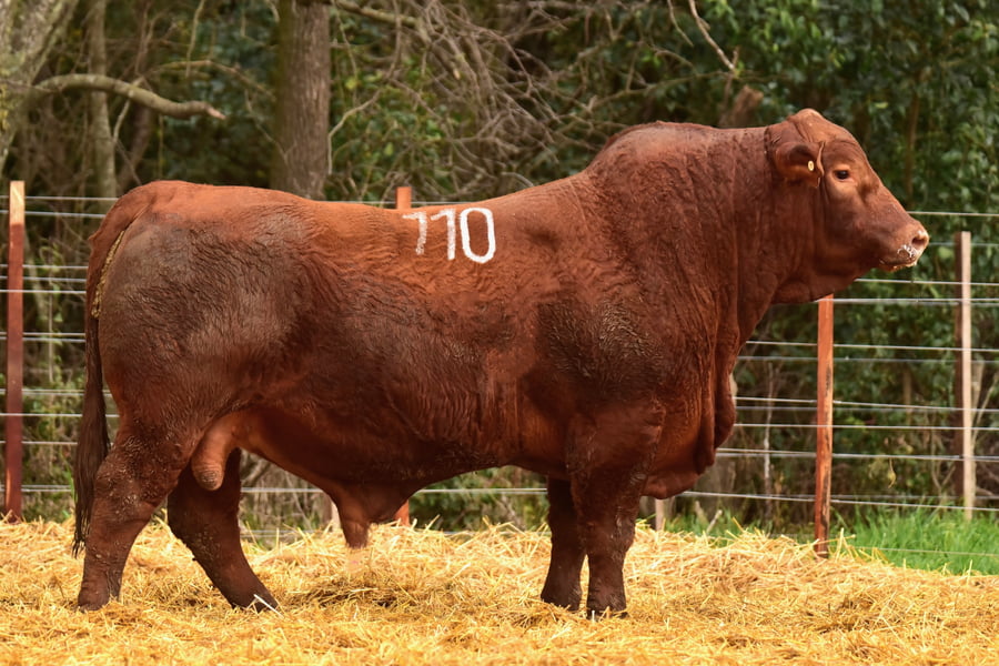 Lote TOROS BRANGUS